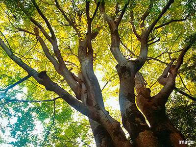 既存樹イメージ｜番町パークハウス