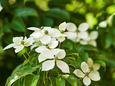 ヤマボウシ｜番町パークハウス