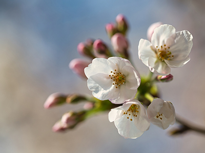 ソメイヨシノ｜番町パークハウス