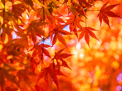 モミジ｜番町パークハウス